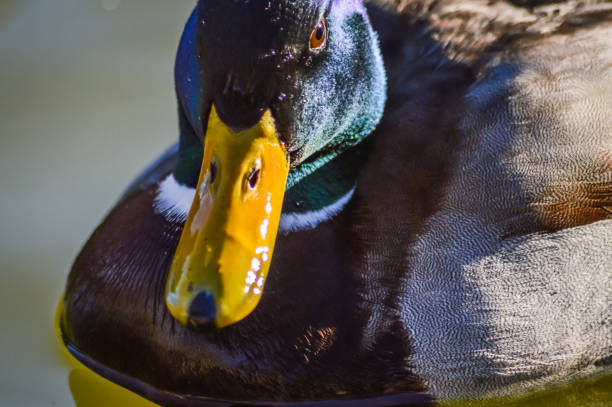 istock Mallard Duck portrait closeup 642275562
