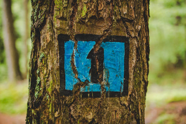 istock footpath signal into the alps forest Italy 642276742