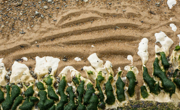 Beach at Rottingdean near Brighton, East Sussex, England. Close up of sand, pebbles, chalk rock and seaweed