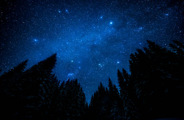 el brillante cielo estrellado en el bosque de noche - noble fir fotografías e imágenes de stock