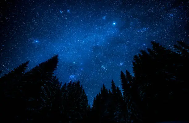 Photo of The bright starry sky in the night forest