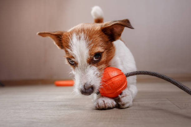 istock dog playing cheerful, happy in home decor 642288666