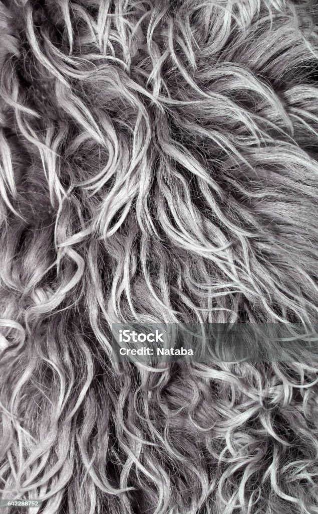 Texture Long Wavy Grey Hair With White Strands Of Gray Hair Stock Photo - Download Image Now - iStock Texture Long Wavy Grey Hair With White Strands Of Gray Hair Stock Photo - Download Image Now - iStock