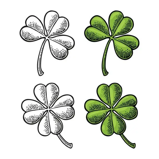 Vector illustration of Good luck four and three leaf clover. Vintage color engraving