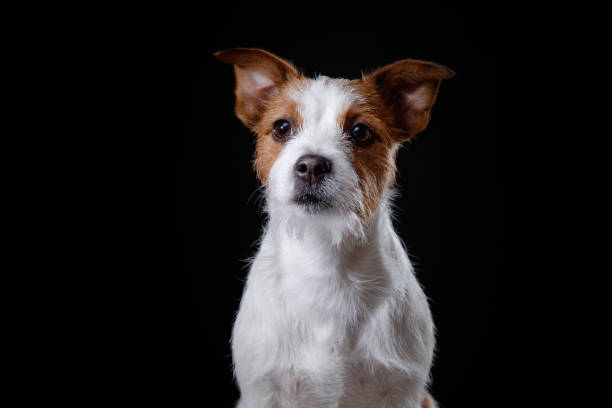 istock Portrait of a dog in studio, emotion 642291142