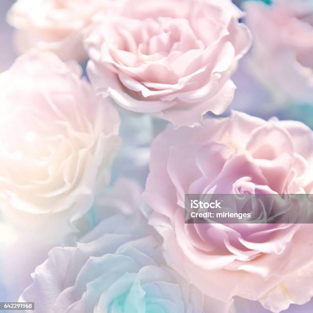 Floral Background Stock Photo - Download Image Now - Affectionate, Backgrounds, Beauty