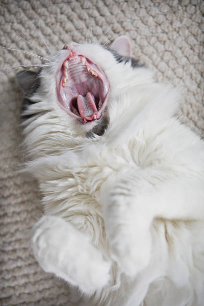 istock Cat Yawing With Her Mouth Wide Open 642292114