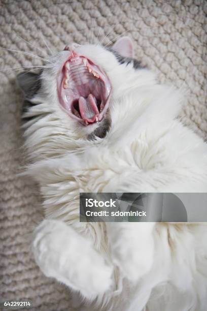 Cat Yawing With Her Mouth Wide Open Stock Photo - Download Image Now - Animal, Animal Hair, Animal Mouth