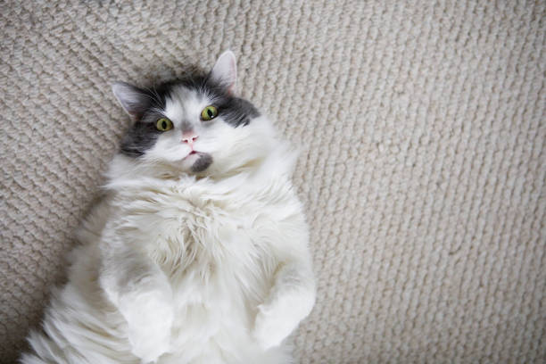 istock Big Furry Cat Laying On Back 642292330