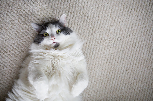 A big furry white and gray cat laying on her back on of white carpet.