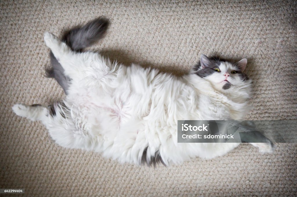 Fat Cat Laying On Back A fat and furry cat laying on her back on a carpet. Domestic Cat Stock Photo