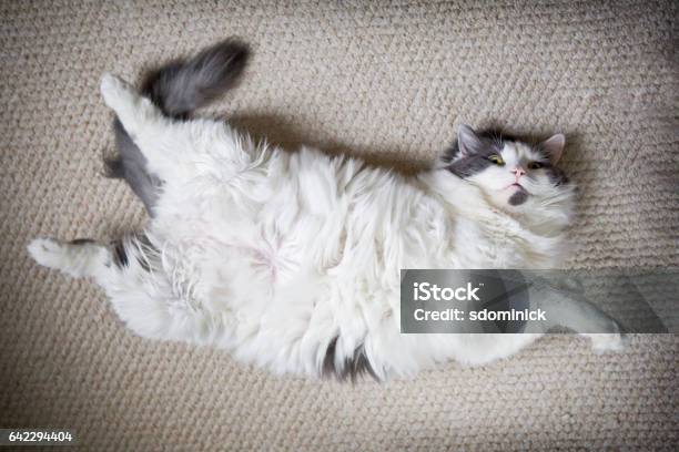 Fat Cat Laying On Back Stock Photo - Download Image Now - Domestic Cat, Abdomen, Fat - Nutrient