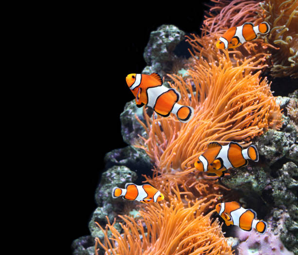 istock Sea anemone and clown fish 642294854