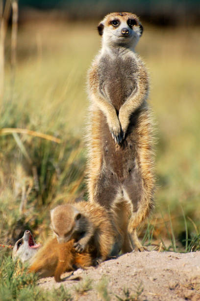 Playing Meerkat baby and protecting mother in Namibia stock photo