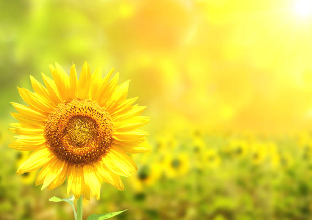 istock Sunflowers on blurred sunny background 642294952