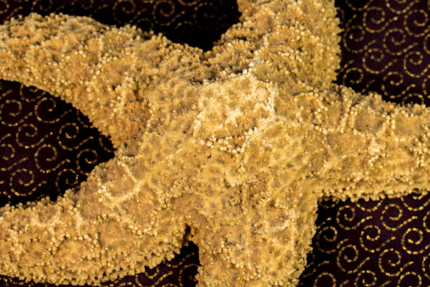 Closeup of a Starfish