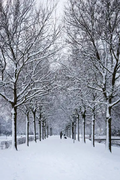 Photo of Avenue of trees in the winter.