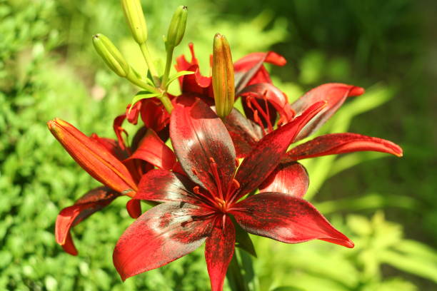istock Red lily flower macro , isolated on natural background 642311658