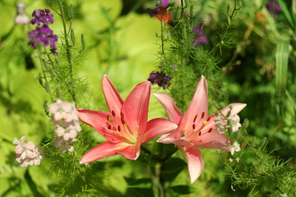 Pink lily flower macro , isolated on natural background in the garden