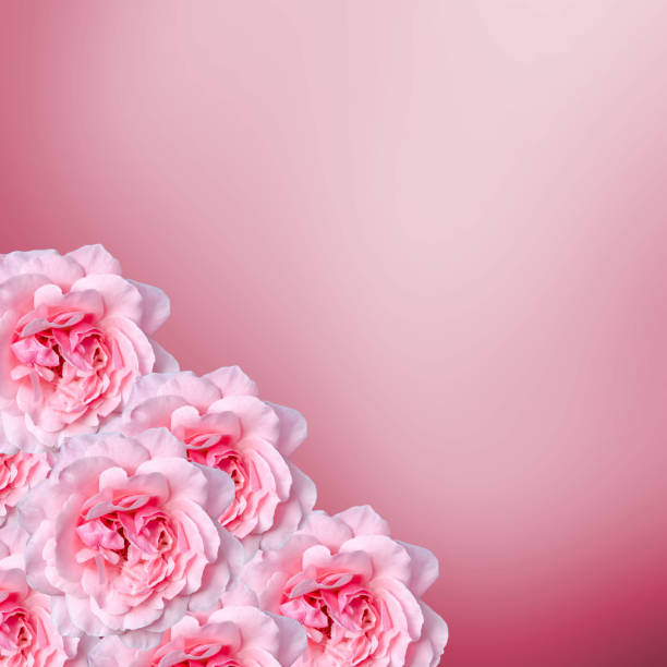 istock Pink rose close up, pink bokeh bright background 642314634