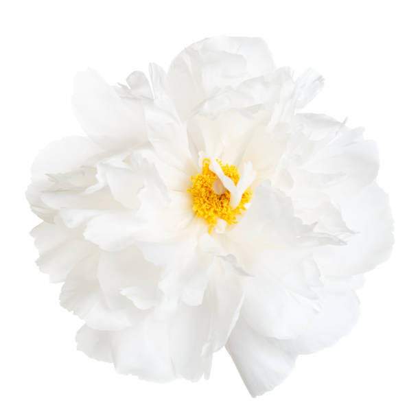 istock Bright peony flower with yellow stamens, isolated on white background. 642317328