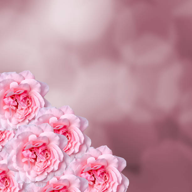 istock Pink rose close up, pink bokeh bright background 642317436