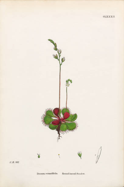 istock Round-leaved Sundew, Drosera Rotundifolia, Victorian Botanical Illustration, 1863 642317846