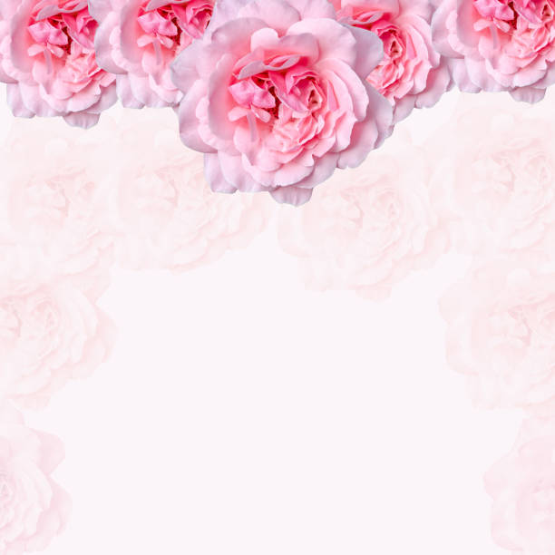 Delicate blossoming pink rose frame, blooming flowers pastel festive background, soft bouquet floral card, selective focus, toned