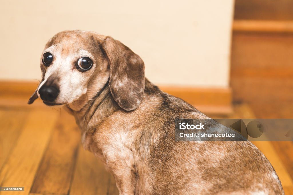 Mina the old weiner dog Female Dachsund dog with brown and white fur, buggy eyes, and snaggle-tooth lip. Cute dog. Funny dog. Comedy gold.Her name is Mina. Aging Process Stock Photo