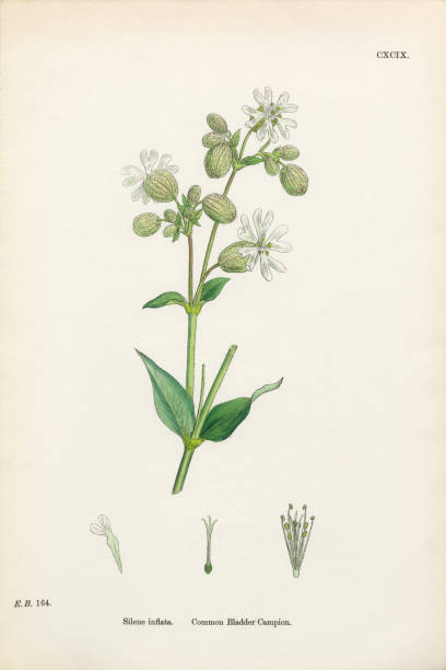 istock Common Bladder Campion, Silene inflata, Victorian Botanical Illustration, 1863 642327350