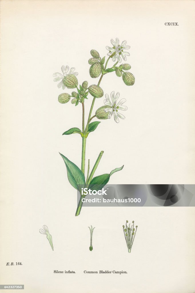 Common Bladder Campion, Silene inflata, Victorian Botanical Illustration, 1863 Very Rare, Beautifully Illustrated Antique Engraved and Hand Colored Victorian Botanical Illustration of Common Bladder Campion, Silene inflata, 1863 Plants. Plate 199, Published in 1863. Source: Original edition from my own archives. Copyright has expired on this artwork. Digitally restored. 19th Century Style stock illustration