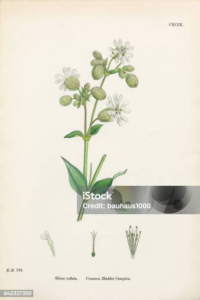 Common Bladder Campion Silene Inflata Victorian Botanical Illustration 1863 Stock Illustration - Download Image Now