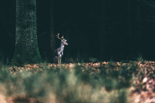 istock Fallow deer standing at the edge of dark forest. 642330052