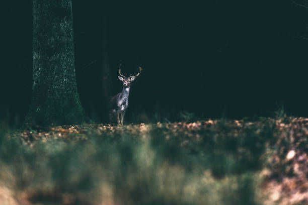 istock Fallow deer standing at the edge of dark forest. 642330056