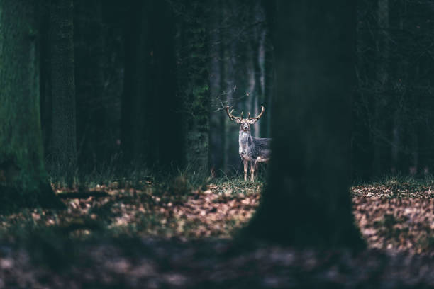 istock Alert fallow deer standing between trees of forest. 642330072