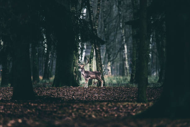 istock Alert fallow deer standing between trees of forest. 642330098