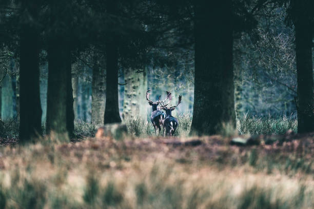 istock Group of three fallow deer walking in forest. Rear view. 642330106