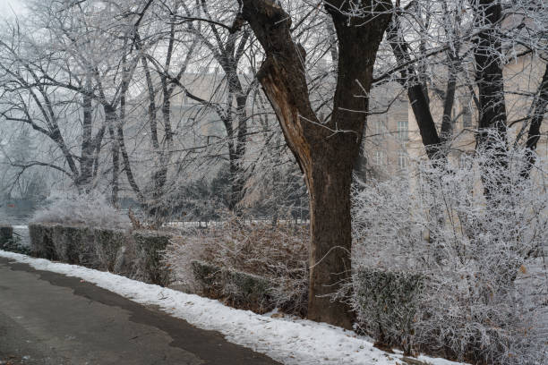 Image of the city park on the winter day