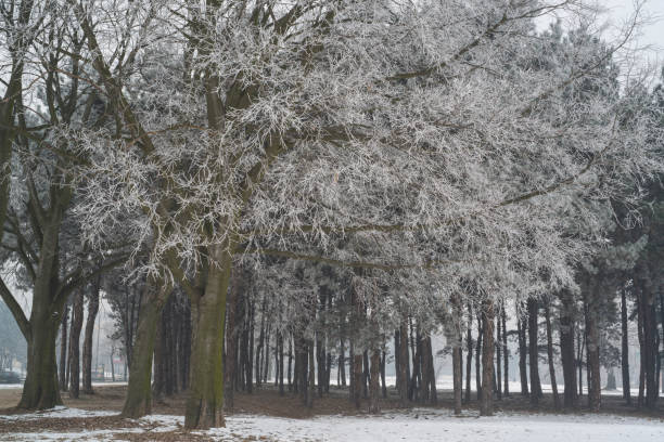 istock City Park in the winter 642352000