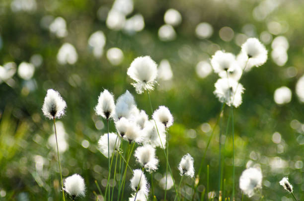 красивые белые пучки в болотистой местности. эриофорум вагины - cotton grass стоковые фото и изображения