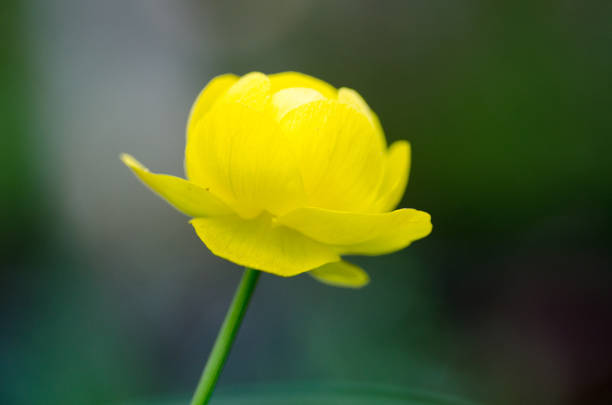 closeup image of spring flower that grows on a meadow. globe flower blossom close-up view. Trollius europaeus
