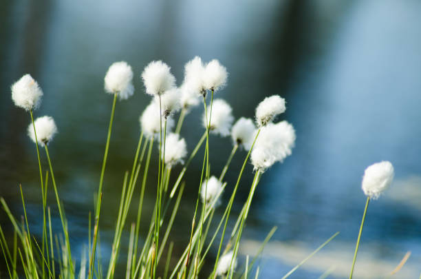 beautiful white tufts in marsh landscape. eriophorum vaginatum - cotton grass sedge grass nature imagens e fotografias de stock