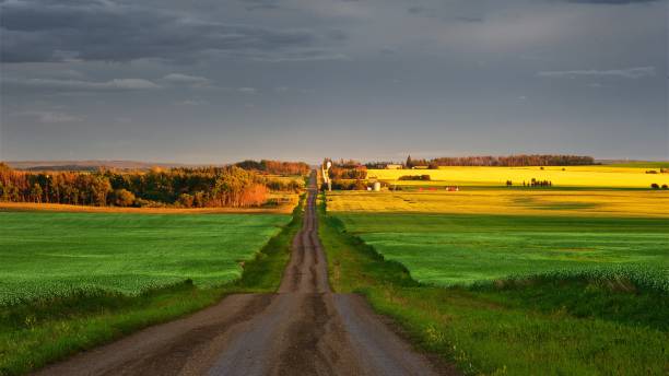 istock Rural road at sunset in summer 642355768