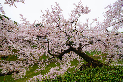 Cherry Blossom Tree, Tokyo, Japan, Morning, Sakura, Canal, Chidorigafuchi, Moat