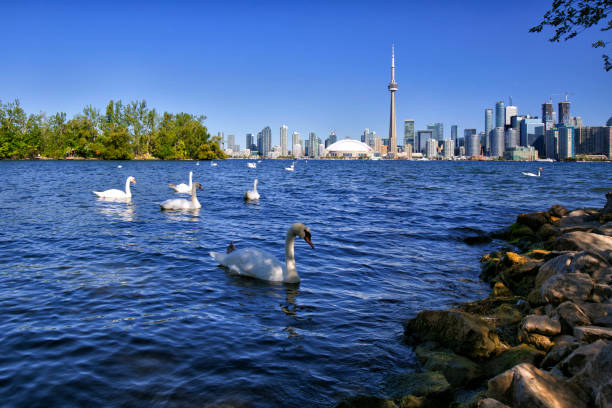 istock Toronto in the morning, Canada 642375980