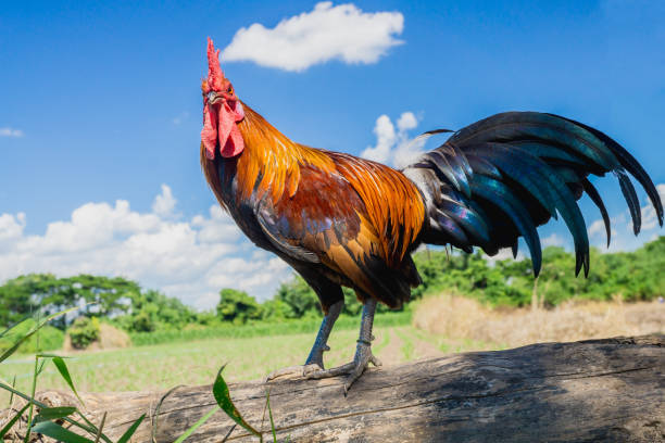 istock close up portrait of bantam chicken 642376886
