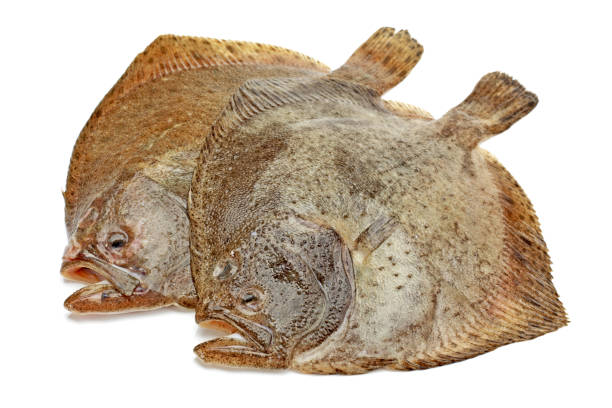 Psetta maxima (Turbot Fish)  close up on white background Psetta maxima (Turbot Fish)  close up on white background turbot stock pictures, royalty-free photos & images