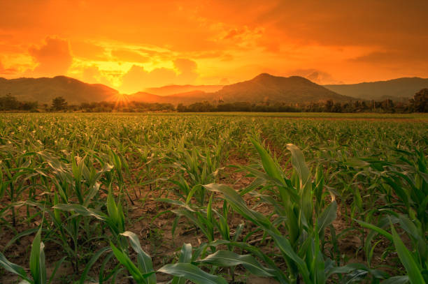 istock corn field in agricultural garden and light shines sunset 642376946