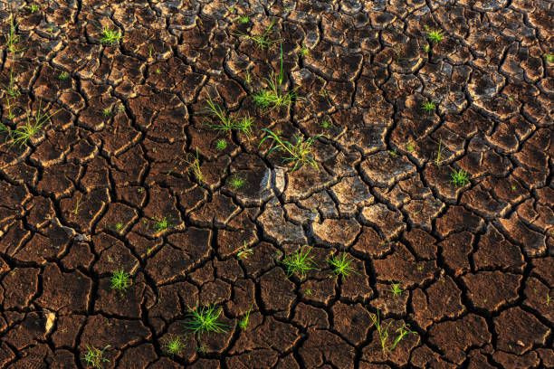 istock Grass growing up on crack dry soil 642382110