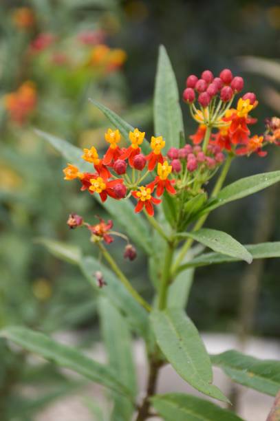 istock red asclepias curassavica flower 642385248